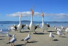 seagulls 1920x1080 wallpaper Art HD Wallpaper